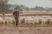 Herder op pad met zijn schapen