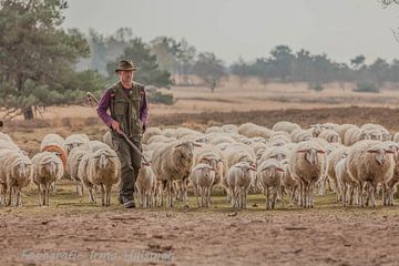Herder op pad met zijn schapen van Irma Huisman