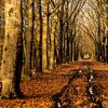 Chemin forestier avec une rangée d'arbres aux belles couleurs d'automne. sur Brian Morgan