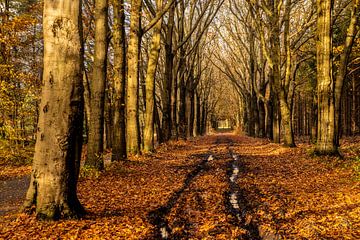 Waldweg mit Baumreihe in schönen Herbstfarben.