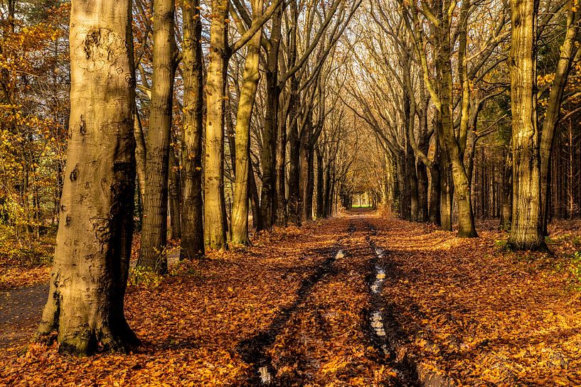 Forest path with row of trees in beautiful autumn colours. by Brian Morgan