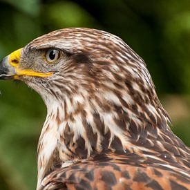 Roodstaartbuizerd van Loek Lobel