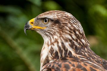 Roodstaartbuizerd van Loek Lobel