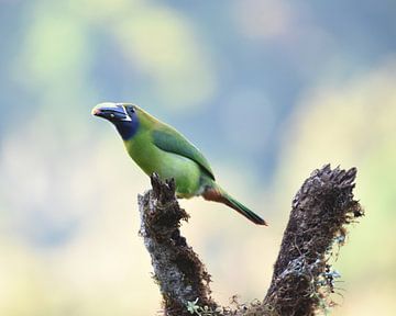 Oiseaux du Costa Rica : Toucanet émeraude (Emerald Toucanet) sur Rini Kools