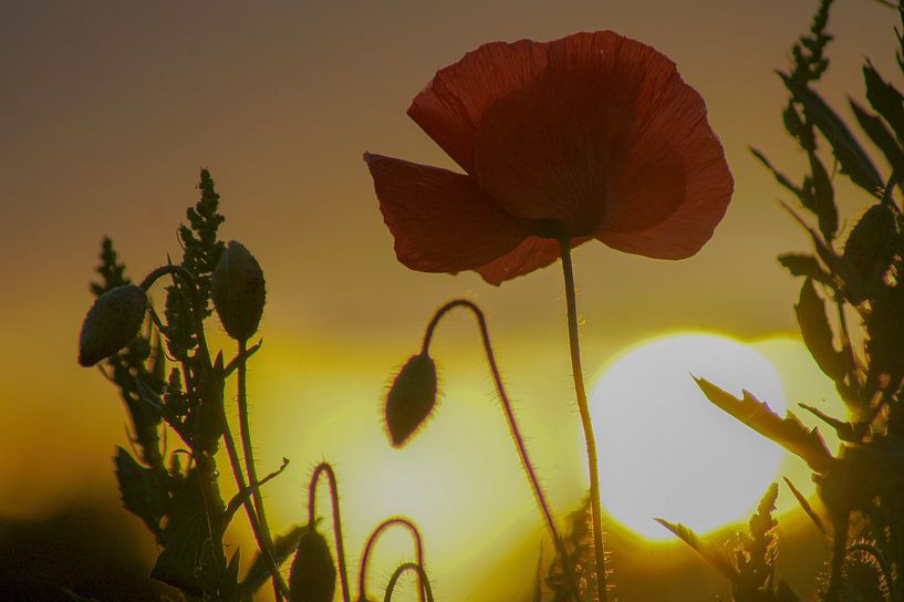 Coquelicot au coucher du soleil par Niek Traas
