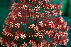 Niedliche rosa Blumen