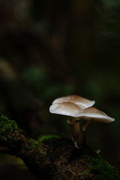 Champignon de porcelaine dans une oasis d'ombre &amp ; mousse