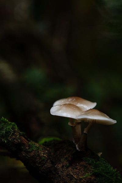 Porselijn zwam in een oase van schaduw &amp; mos van Surreal Media