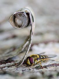 Natural wonder by Martzen Fotografie