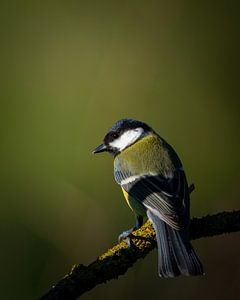 Le Grand Tit sous les projecteurs sur Ard Jan Grimbergen