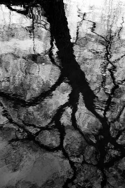 water tree van HP Fotografie