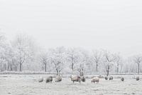 Sheep in the snow