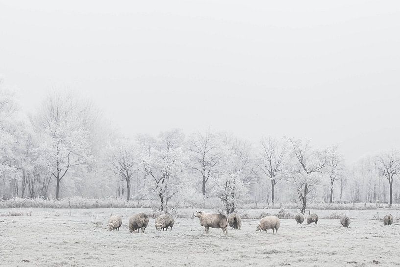 Schapen in de sneeuw van Jitske Cuperus-Walstra