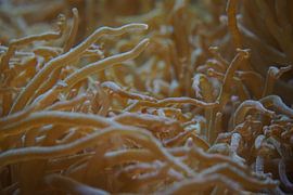 Sea anemone by Maaike Slingerland Schrama
