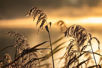 Reed plumes during the golden hour by Bram Lubbers