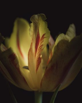 Yellow flame tulip dark & moody van Sandra Hazes