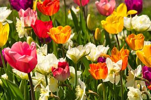 Tulpenblüte