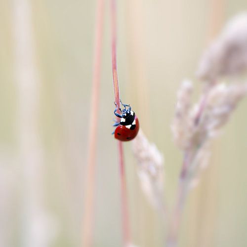 Rood middelpunt