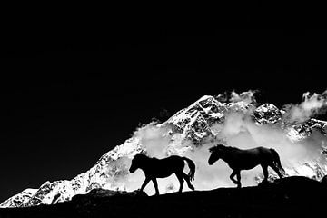 himalaya wild horses