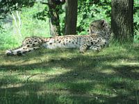 Cheeta