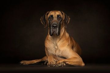 Great Dane (Dogs) by Patrick Reymer