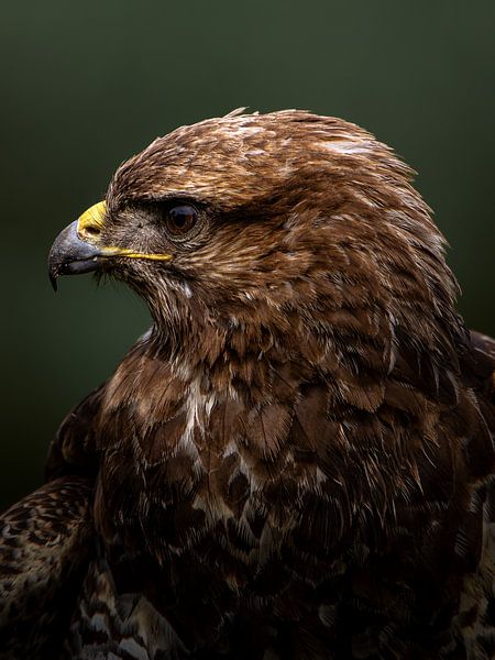 Profil latéral d'un chasseur. par Joep Hetem