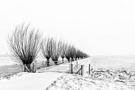 Reihe von Weiden in einer verschneiten Landschaft von Beeldbank Alblasserwaard Miniaturansicht