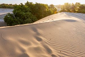 Rillen und Muster – Nationalpark De Loonse en Drunense Duinen