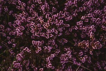 Heidebloemen in zacht avondlicht van Van Kelly's Hand