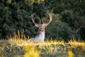 Daim dans le soleil du matin