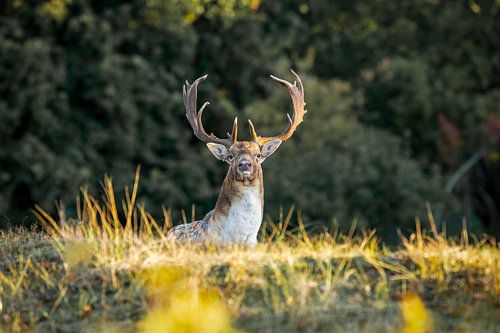 Daim dans le soleil du matin