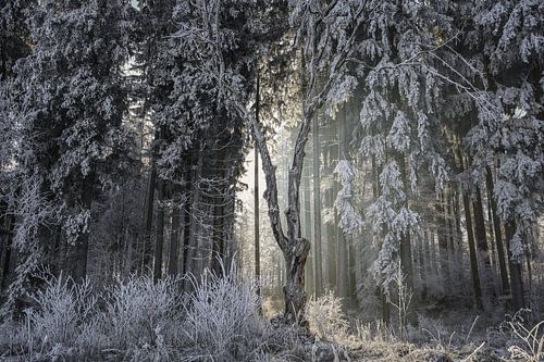 Winterwald - Irndorfer Hardt - Naturpark Obere Donau von BlattArt - Christine Horn