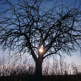 Winterstimmung von Tanja Voigt