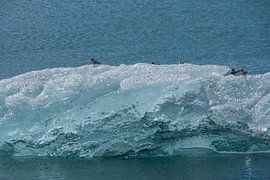 Islande - Cinq oiseaux assis sur une banquise cristalline sur un glacier
