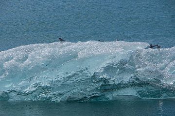 Island - Fünf Vögel sitzen auf einer kristallklaren Eisscholle auf der Gletscheroberfläche von adventure-photos