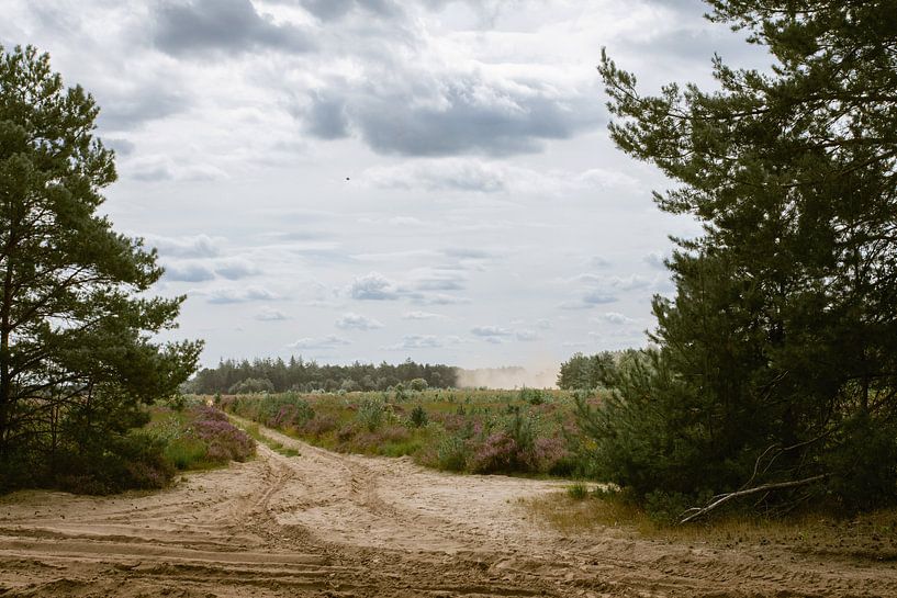 Purpurheide im Naturschutzgebiet in Oirschot von Angela Kiemeneij