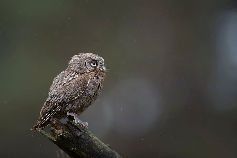 Zwergohreule ( Otus scops ) auf einem ihrer bevorzugten Ansitze, schön aufgelöster, dunkler Hintergr von wunderbare Erde