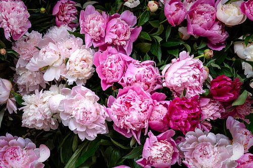 Üppige Pfingstrosen