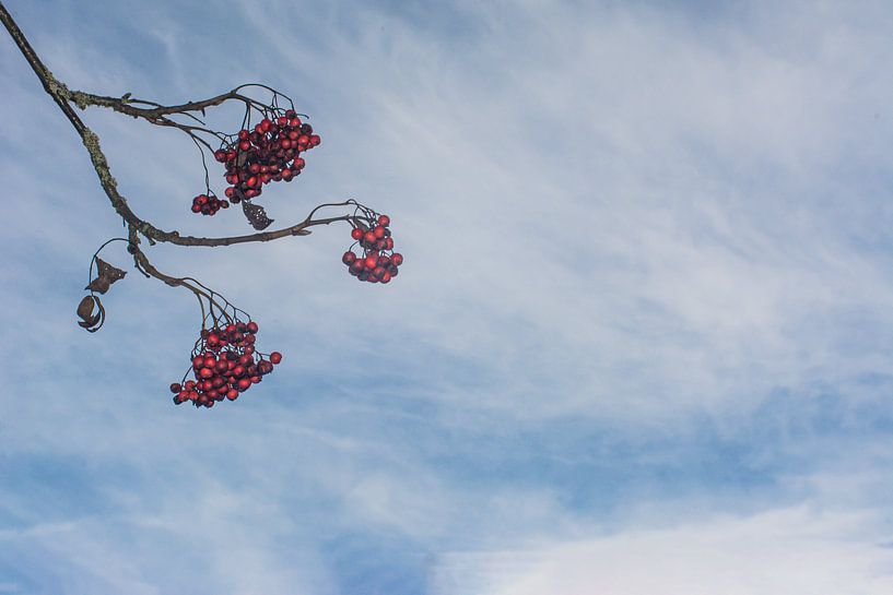 nature trees water sun by Johnny Flash