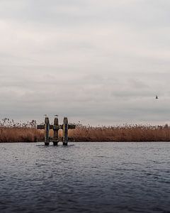 Mouettes, roseaux et rivière 2