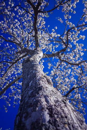 White tree