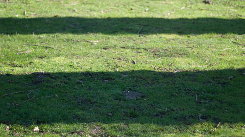 Leijpark abstract II