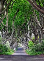 Road in the fairy forest