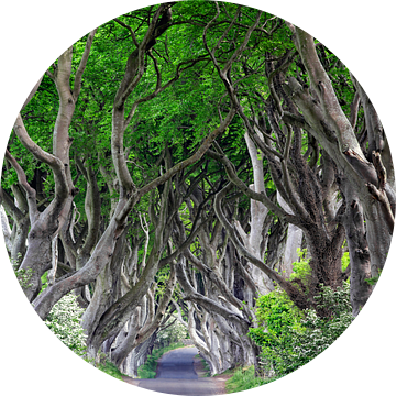 Weg in het sprookjesbos