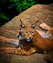 een lynx van Wietske Uffelen thumbnail