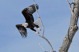 Weisskopfseeadler * Haliaeetus leucocephalus *, Abflug sur wunderbare Erde