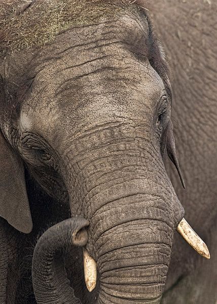 elephant by anja voorn