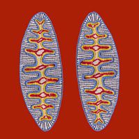 Stitches - Diatom 2