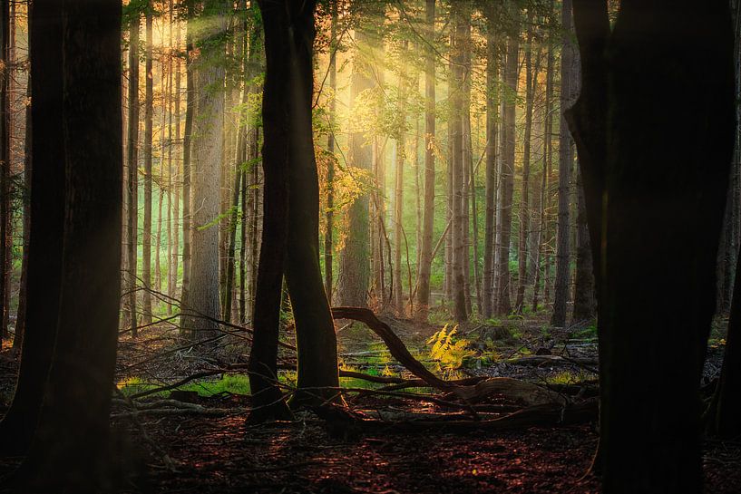 Forest with first rays of light by Björn van den Berg