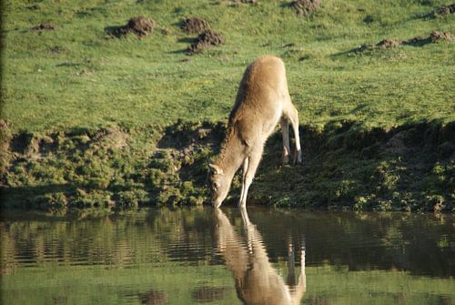 Hert aan het drinken